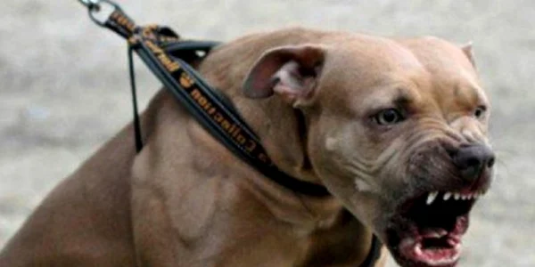 1 caine agreisv amstaff jpeg