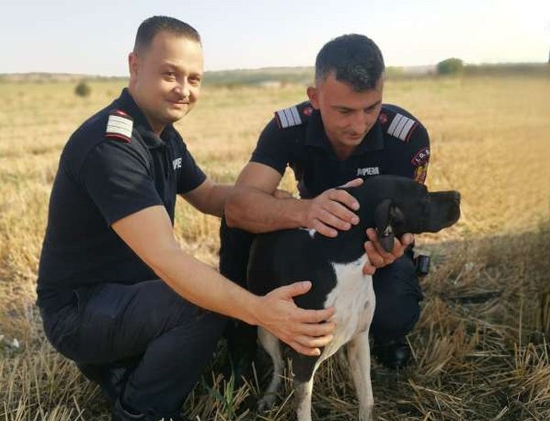 O căţeluşă a fost salvată de pompieri dintr-o fântână adâncă de 12 metri