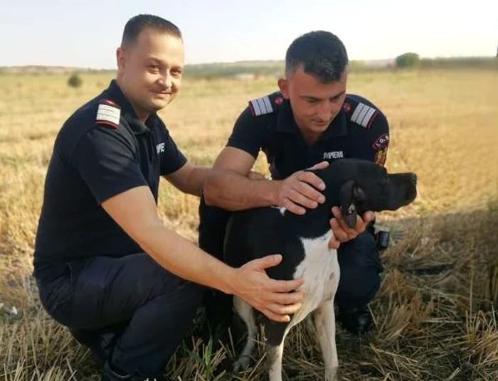 Cățelușa salvată  FOTO ISU Giurgiu  