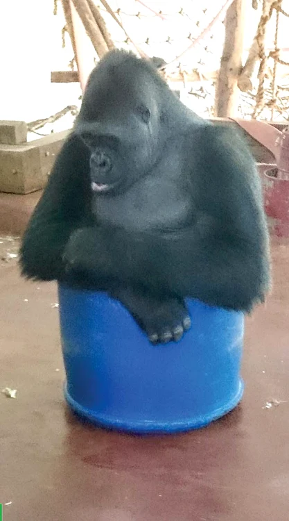 Hmm, ce  strâmt e  scăunelul  ăsta!