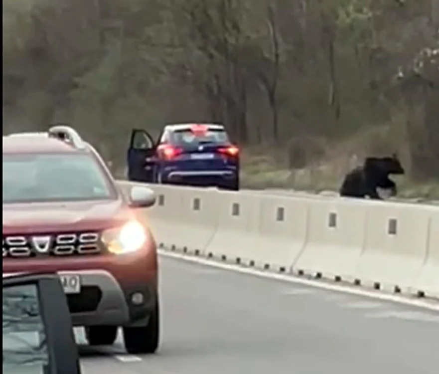 Izbit de a doua maşină, animalul s-a ridicat. Captură video