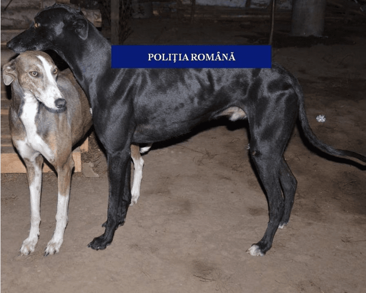 Braconaj cu câini de vânătoare, în Olt. Șase bărbați au ajuns la Poliție