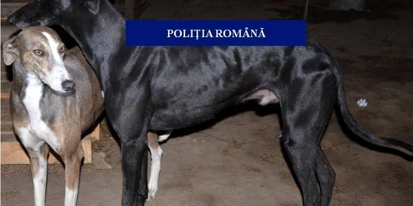 ogari vanatoare