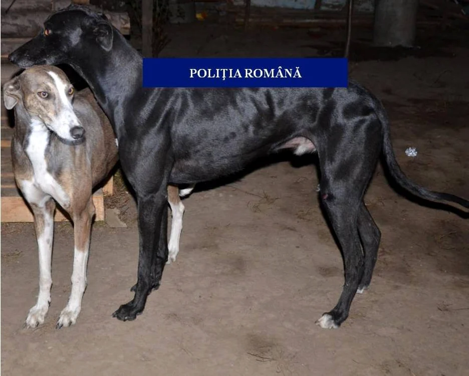 18 ogari au fost confioscaţi de poliţişti de la suspecţii de braconaj FOTO: arhiva