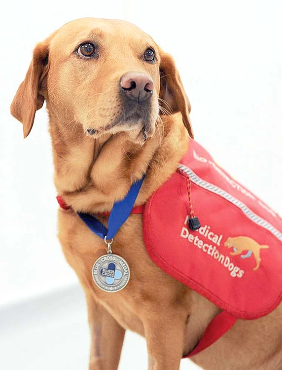 
    Căţeluşa Daisy are capacitatea de a  descoperi cancerul dacă te miroaseFoto: Guliver/Rexfeatures/Hepta  