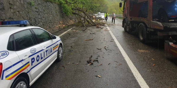 Trafic blocat pe Valea Oltului din cauza copacilor căzuţi pe DN 7 - E 81 la Câineni - Vâlcea Foto Adevărul