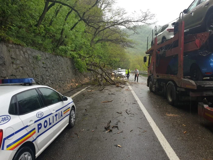 Trafic blocat pe Valea Oltului din cauza copacilor căzuţi pe DN 7 - E 81 la Câineni - Vâlcea Foto Adevărul