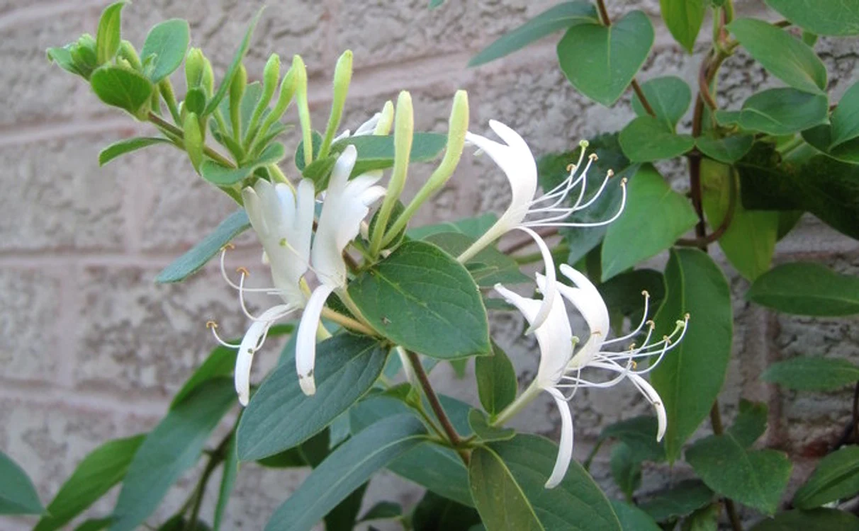 
    Caprifoiul sau Mâna-Maicii-Domnului, cum i se mai spune în popor, este o plantă căţărătoare cu un parfum îmbătător  