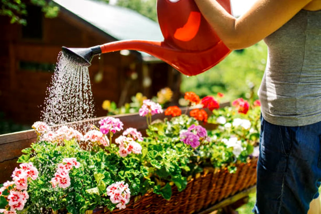 Nu trebuie să udăm florile în miezul zilei pe timp de vară