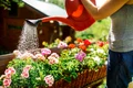 apa plante flori istock jpg