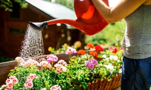 apa plante flori istock jpg