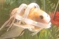 baza pestisor jpeg