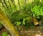 Țigări de contrabandă găsite ascunse în pădure Foto: Poliția de Frontieră jpg