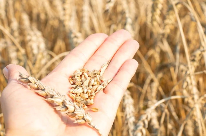 Sursa foto: Shutterstock.com