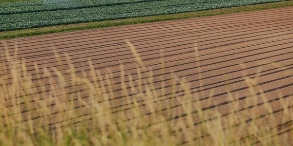 Irigatie agricultura FOTO Shutterstock