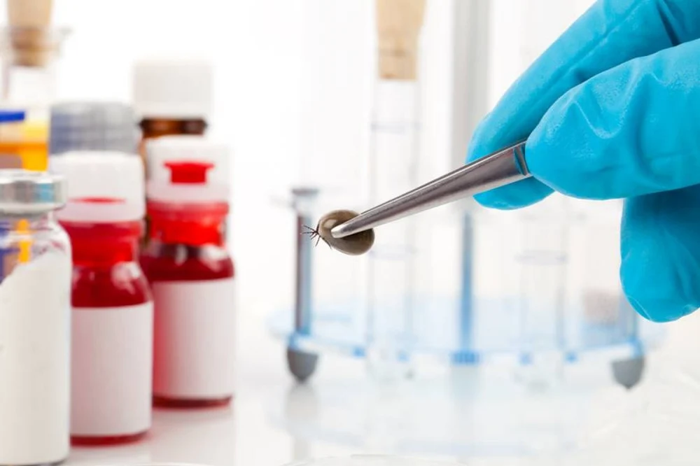 Boala Lyme face ravagii în Cehia, unde s-a înregistrat un număr record de îmbolnăviri. Riscul rămâne crescut și în România