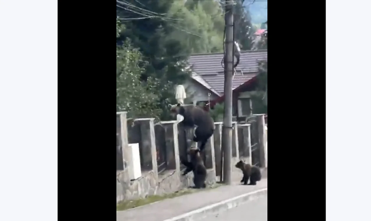 Puii au imitat gesturile ursoaicei, sărind gardul înalt fără probleme FOTO Captură Video