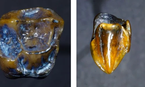 Doi dinți fosilizați, cu o vechime de 9,7 milioane de ani, ar putea conduce la rescrierea istoriei umanității jpeg