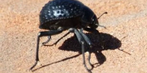 Gandacul din Desertul Namib