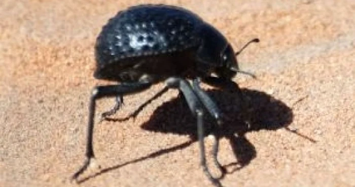 Gandacul din Desertul Namib
