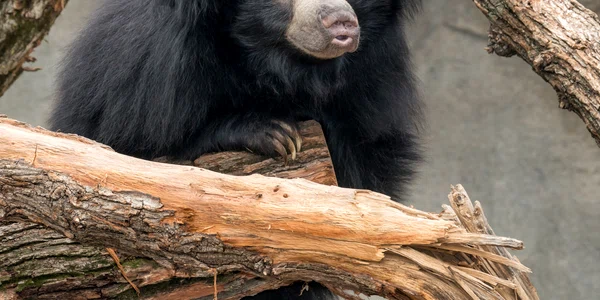 Urs din specia Melursus ursinus FOTO Shutterstock 