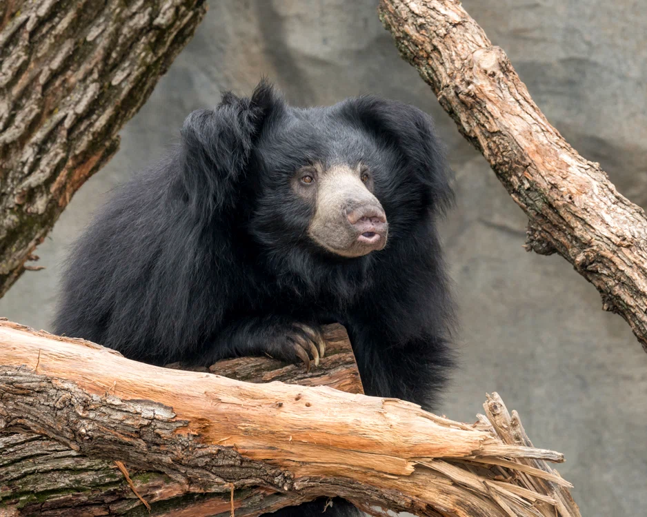 Urs din specia Melursus ursinus FOTO Shutterstock 