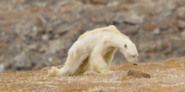 urs polar national geographic