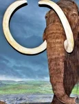 Dispariţia mamuţilor rămâne un mister al evoluţiei jpeg