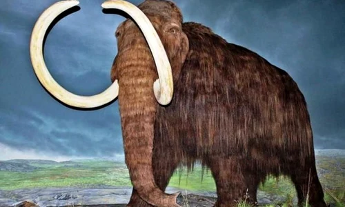 Dispariţia mamuţilor rămâne un mister al evoluţiei jpeg
