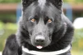 suier foto facebook png