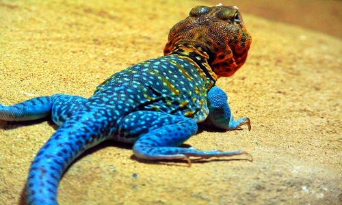 1 82138 original jpg jpeg