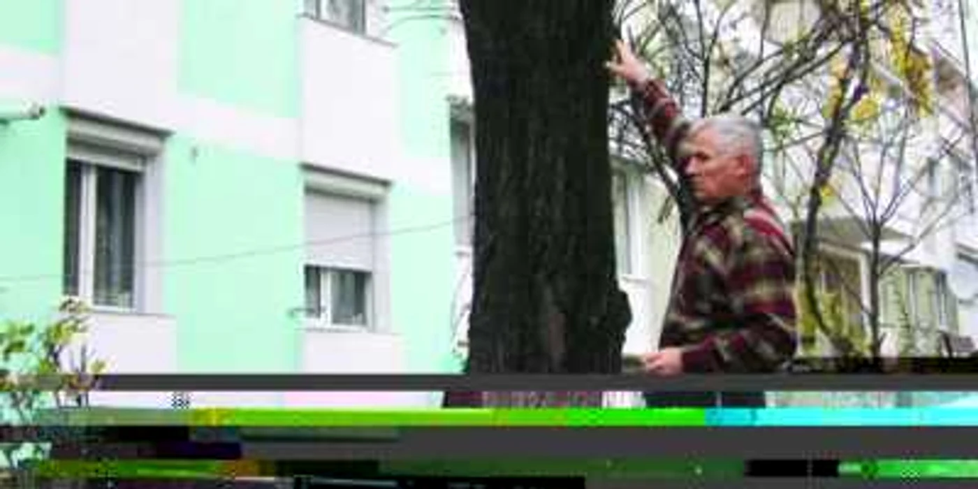 Locatarii din Dărmăneşti se tem că teiul de trei decenii se va prăbuşi peste bloc