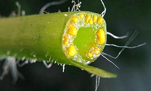 1 ai negi si veruci planta asta incredibila te scapa de probleme pentru totdeauna jbt7 png png