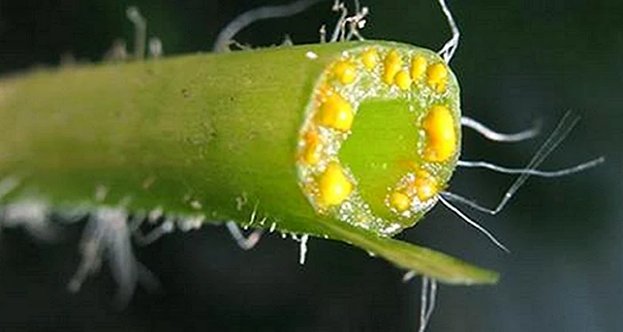 1 ai negi si veruci planta asta incredibila te scapa de probleme pentru totdeauna jbt7 png png