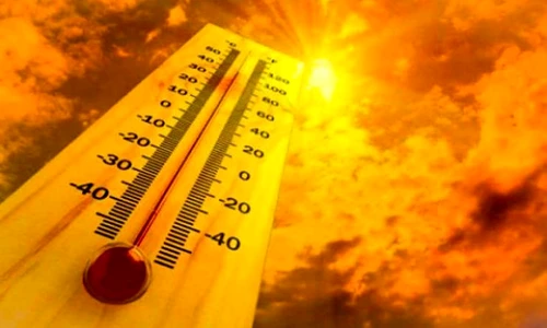 1 canicula 1 jpg jpeg