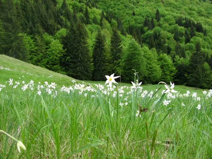 Poana cu narcise   FOTO Info pensiuni