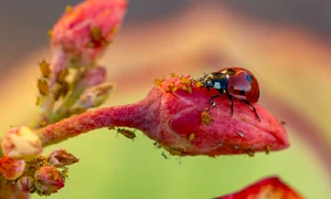 Trucul grădinarilor pricepuți, foto shutterstock jpg