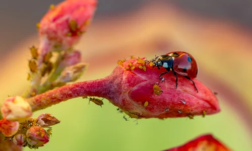 Trucul grădinarilor pricepuți, foto shutterstock jpg