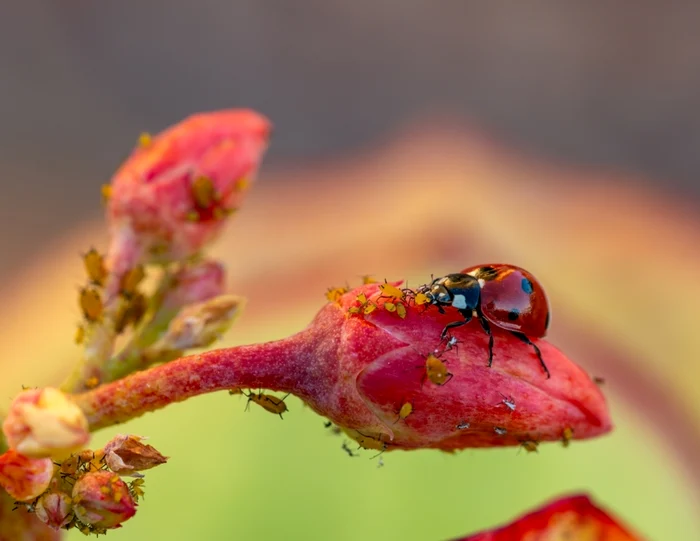 Produsul care alungă dăunătorii în mod natural / foto: Shutterstock