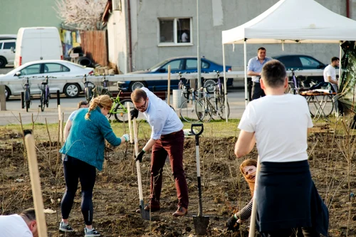 Plantare de copaci în Timişoara