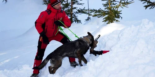 Sursă Facebook Câini de avalanşă Salvamont România