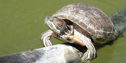 broasca testoasa in parcul ior foto alin paicu