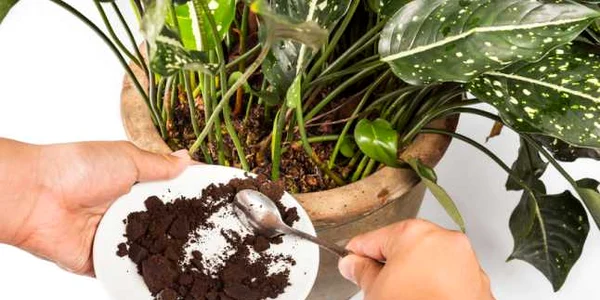 Zat de cafea in flori FOTO 123 RF