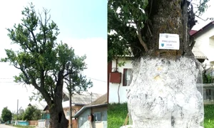 parul record mondial jpeg