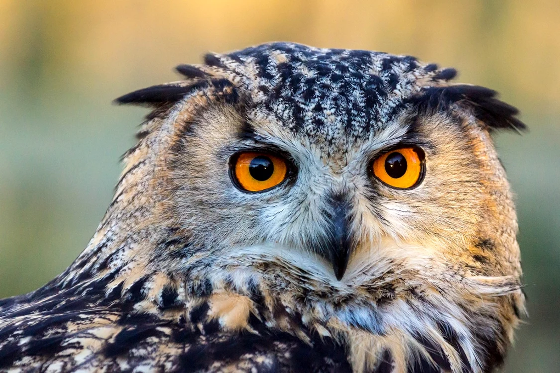 Bufniţa este consideră o adevărată piază rea FOTO Atlasul Zoologic al României