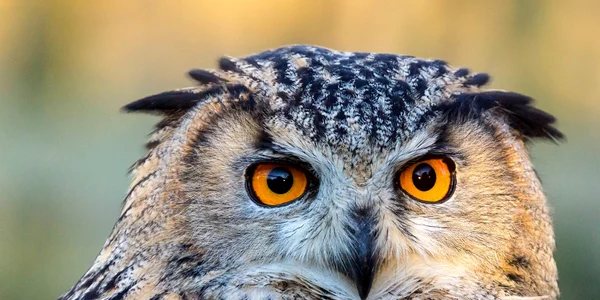 Bufniţa este consideră o adevărată piază rea FOTO Atlasul Zoologic al României