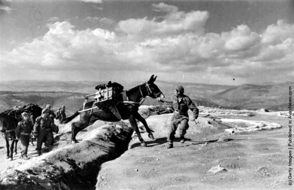 Antrenamentul unui măgar,  Papades,  1948 (Bert Hardy/Getty Images)