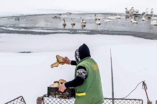 Operaţiunea de salvare a lebedelor de la Galaţi FOTO Sorin Pană