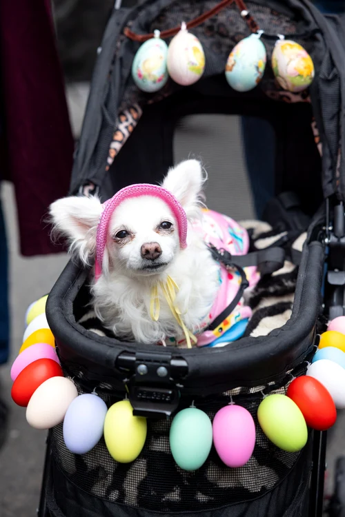 Chiar și câinii au participat la paradă (Foto: Profimedia)