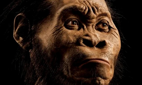 Descoperire colosală în Africa de Sud: o nouă specie umană jpeg